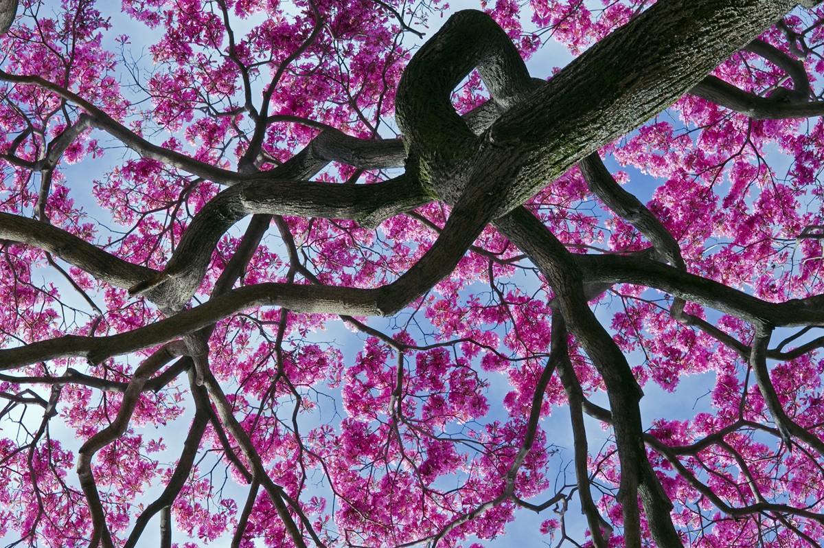 Strom Lapacho zakvitnutý